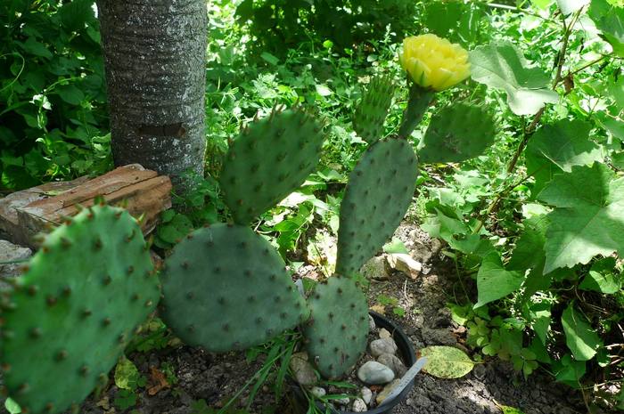 Opuntia compresa