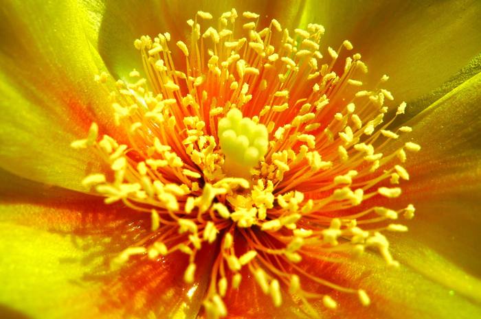 Opuntia compresa, macro - Opuntia