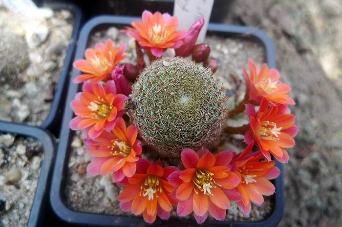 Rebutia x cv Pink Champagne - Rebutia