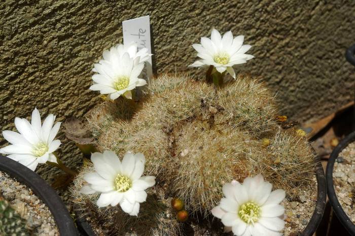 Rebutia x cv Snow White - Rebutia