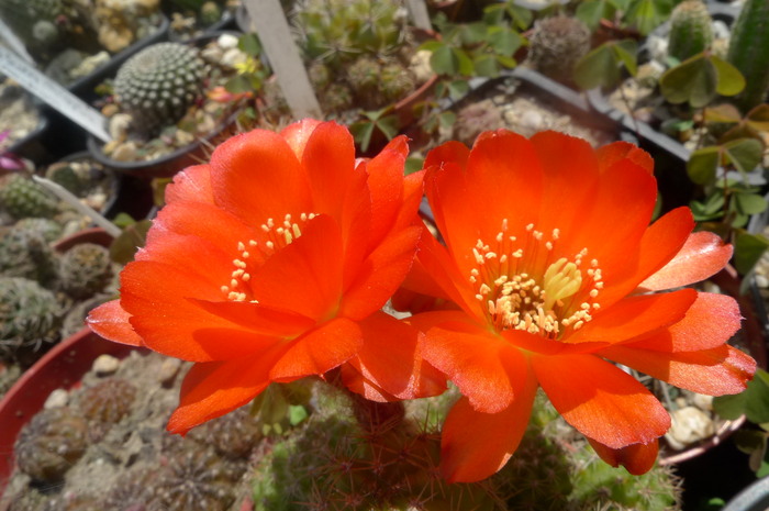 P1040309
