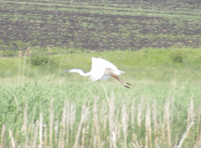 starcul cenusiu (basarabia)