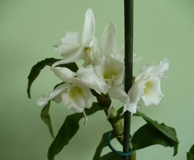 P1270533 - Orhidee 2010