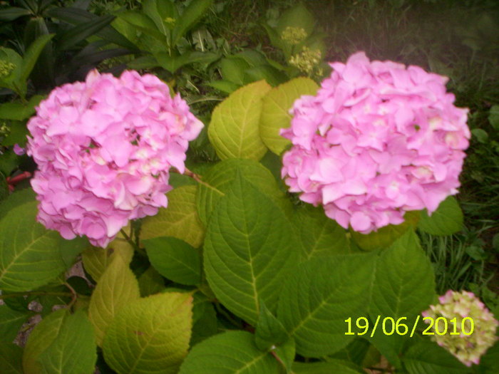 039 - hortensia