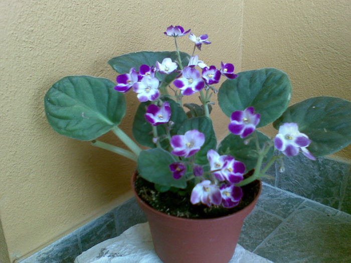 violeta - Flori de camera