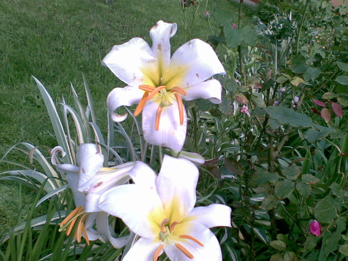 19062010(004) - CRIN-hemerocallis