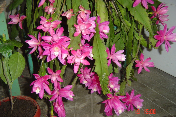 poze noi 377 - florile mele in 2010