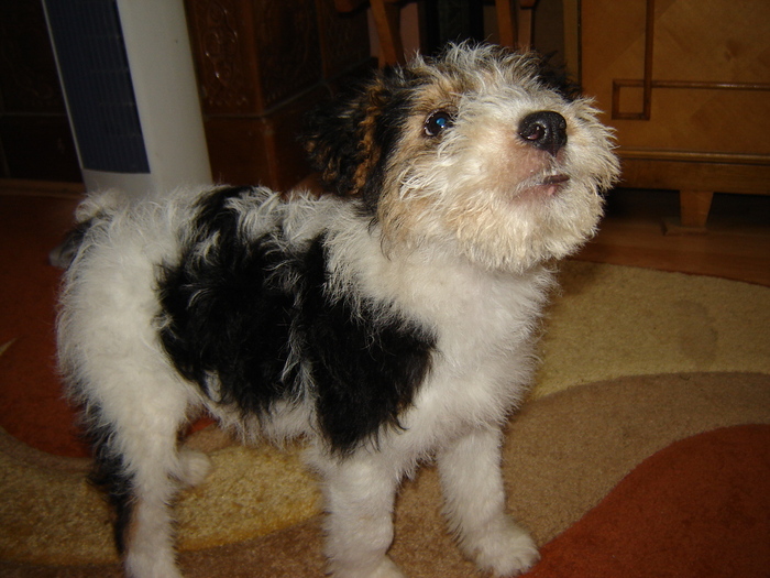 DSC07365 - Foxterrier