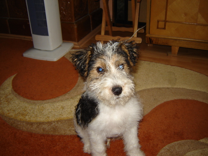 DSC07366 - Foxterrier