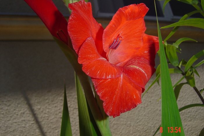 poze noi 296 - GLADIOLE 2010