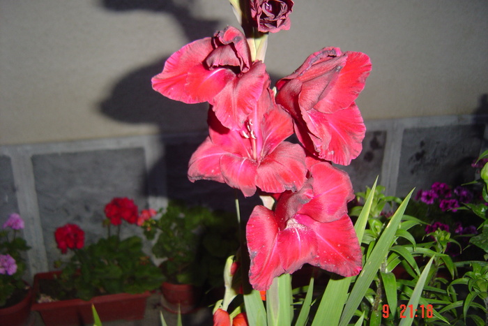 poze noi 301 - GLADIOLE 2010