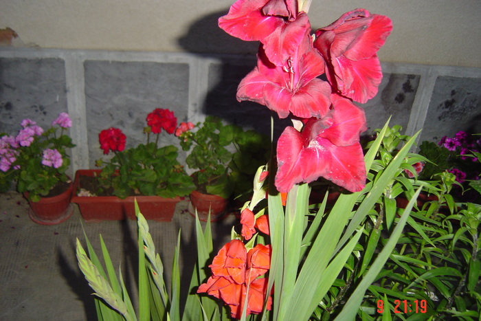 poze noi 302 - GLADIOLE 2010