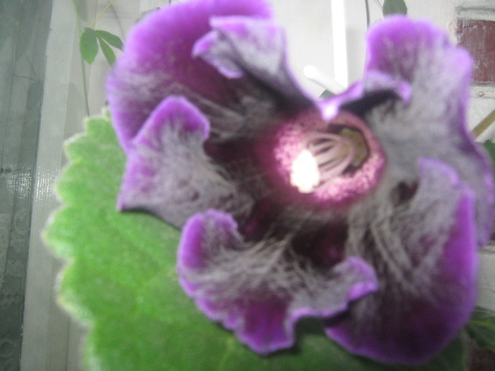 Picture 121 - gloxinia mov simpla 2010