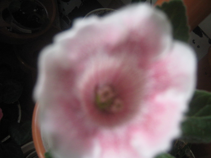 Picture 127 - gloxinia  tigrina pink     2010