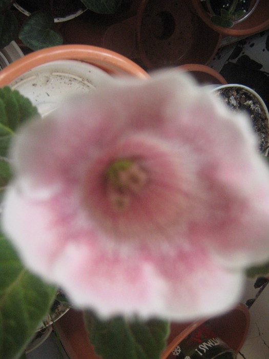 Picture 133 - gloxinia  tigrina pink     2010