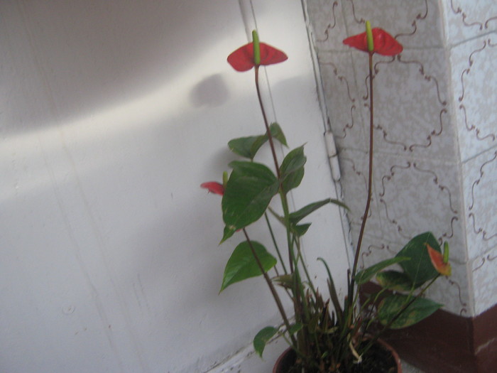  - anthurium