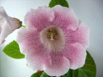 Tigrina Pink 2 - gloxinia  tigrina pink     2010