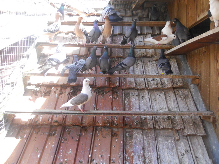 DSCN1174 - 1781 Dumitru Bila