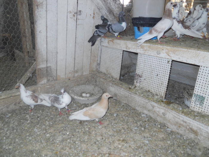 DSCN1187 - 1781 Dumitru Bila