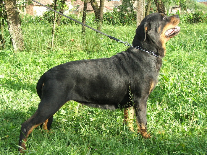 Q P Crni Lotos - ROTTWEILER