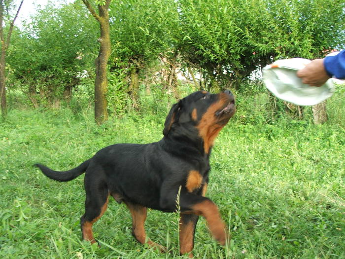 Athos Von Odorhellen - ROTTWEILER