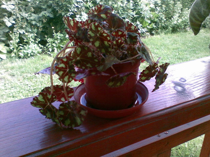 Begonia - Flori de camera