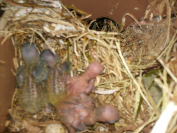 personatus - Agapornis-Pui-13