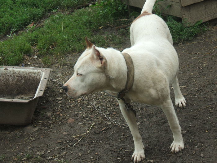 casy (2) - femela pitbull