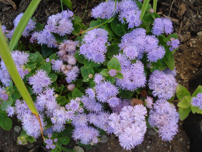 Ageratum houstonianum (2010, June 15)