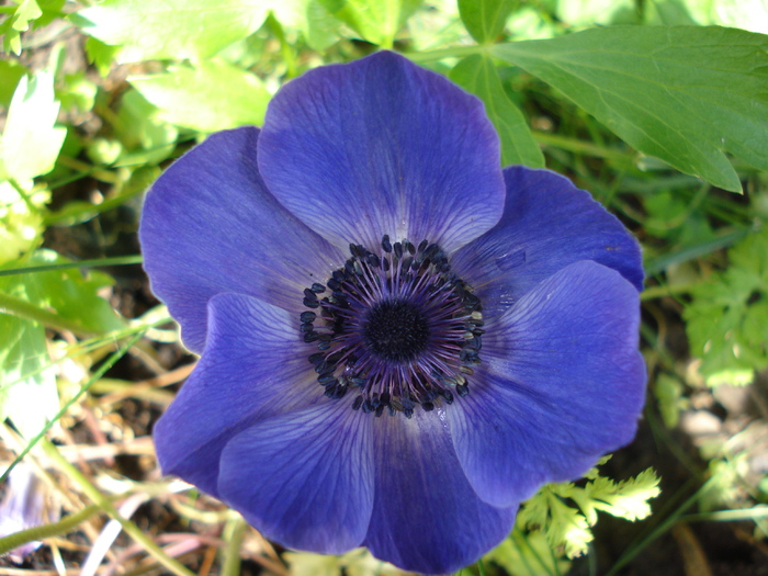 Anemone Mr. Fokker (2010, June 19)