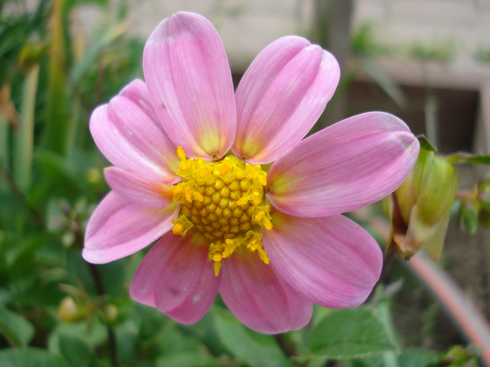 DahliaTopmix Pink (2010, May 30) - Dahlia Topmix Pink