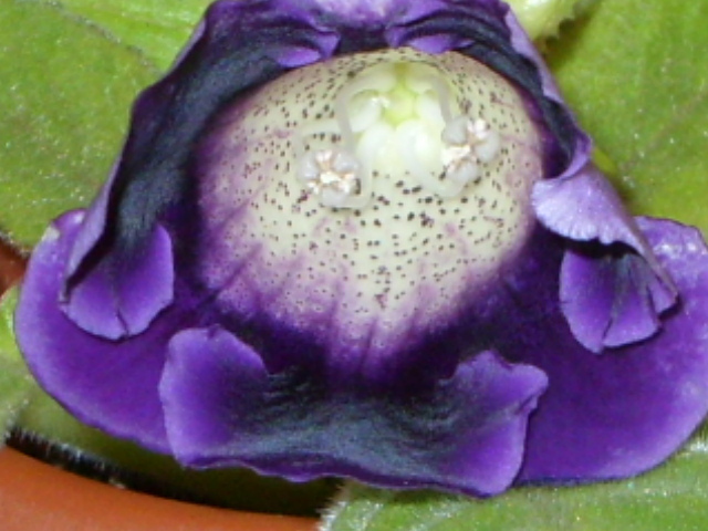 gloxi mov