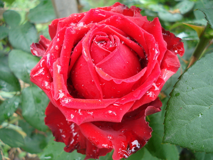 Rose Dame de Coeur (2010, June 01)