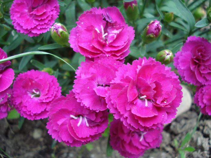 Dianthus x Allwoodii (2010, May 29) - Dianthus x Allwoodii