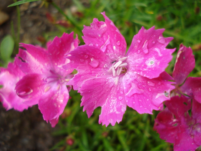 Dianthus Kahori (2010, May 21)