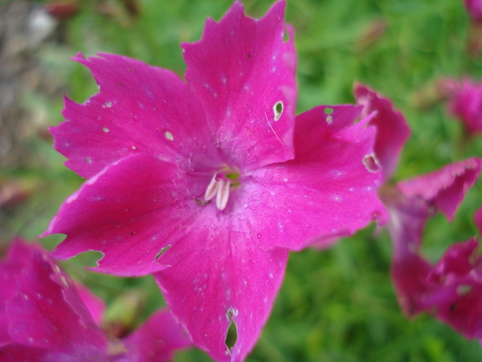 Dianthus Kahori (2010, May 23) - Dianthus Kahori