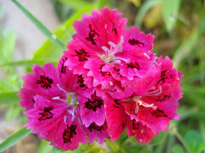 Dianthus chinensis (2010, June 04)