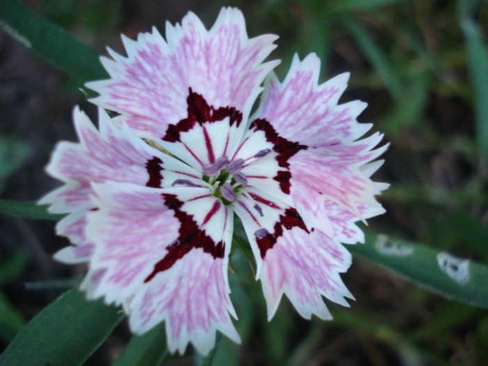 Dianthus chinensis (2010, June 04) - Dianthus Chinensis