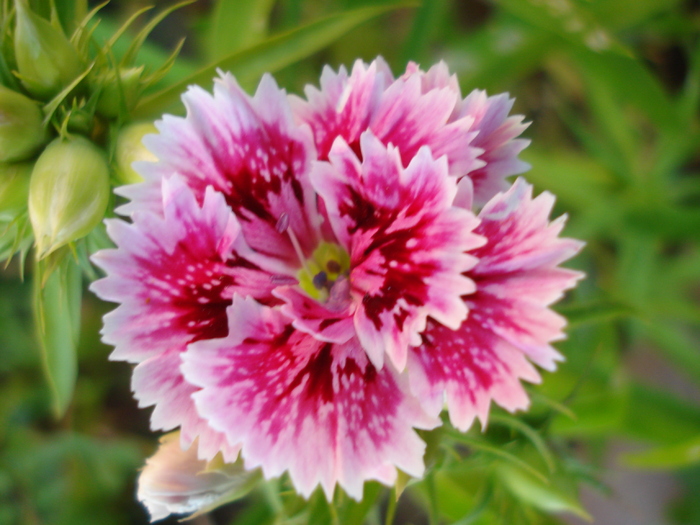 Dianthus chinensis (2010, June 04) - Dianthus Chinensis