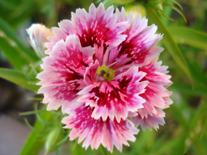 Dianthus chinensis (2010, June 04) - Dianthus Chinensis