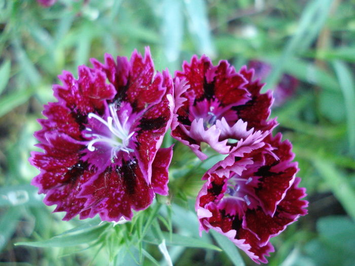 Dianthus chinensis (2010, June 05) - Dianthus Chinensis