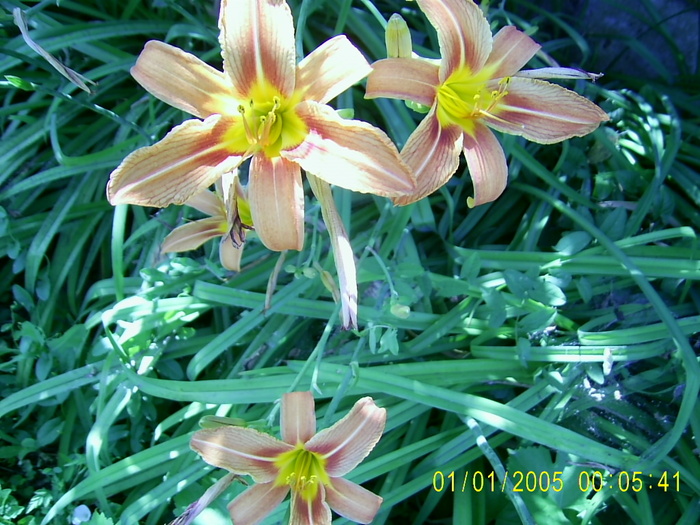 PIC_0021 - hemerocallis