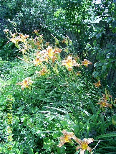 PIC_0024 - hemerocallis