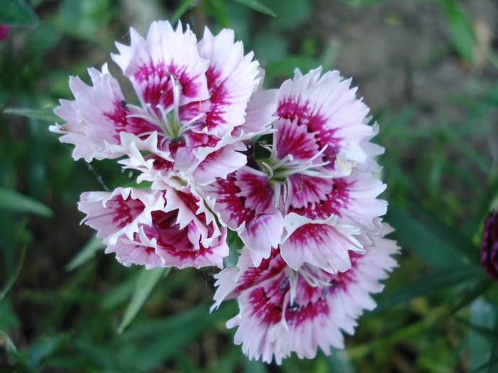 Dianthus chinensis (2010, June 05) - Dianthus Chinensis