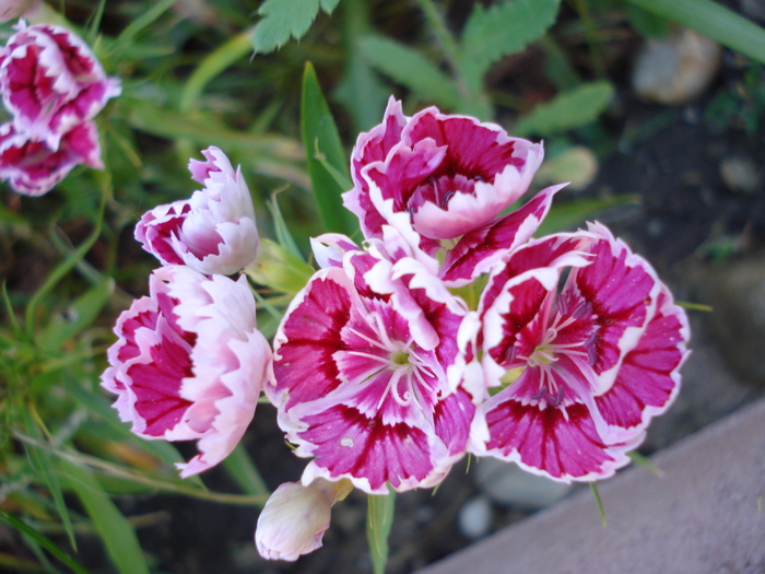 Dianthus chinensis (2010, June 05) - Dianthus Chinensis