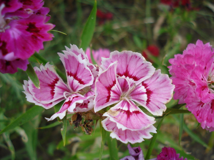 Dianthus chinensis (2010, June 16) - Dianthus Chinensis