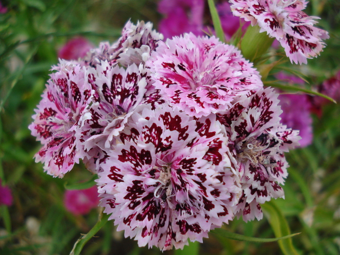Dianthus chinensis (2010, June 16) - Dianthus Chinensis