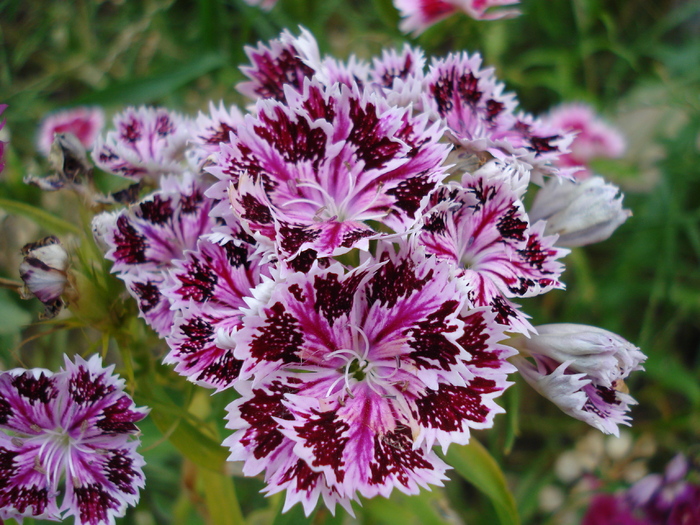 Dianthus chinensis (2010, June 16) - Dianthus Chinensis