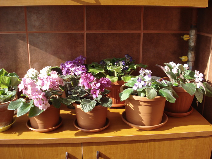 20.06.2010 - flori -violete diferite 2010