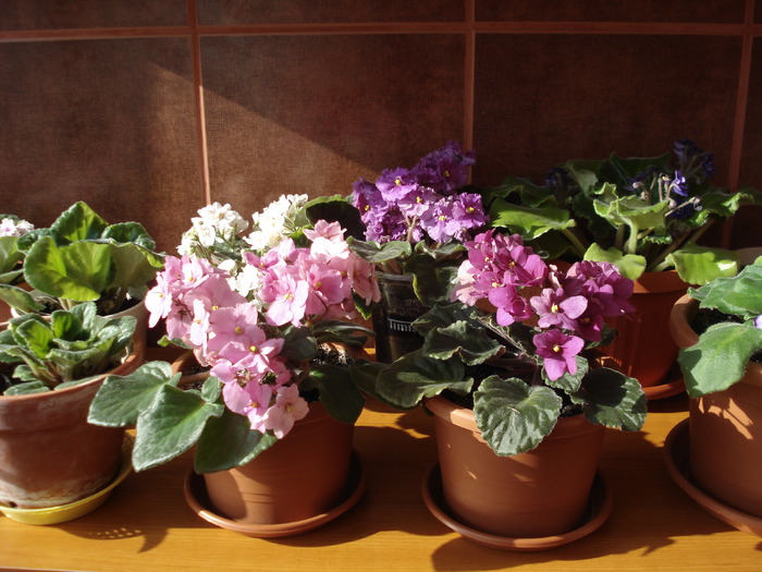 20.06.2010 - flori -violete diferite 2010